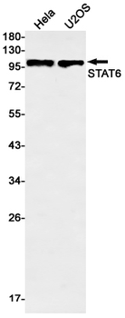 STAT6 Rabbit mAb Antibody