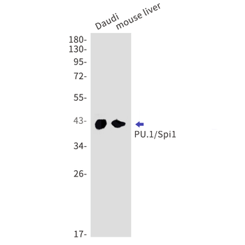 SPI1 Rabbit mAb Antibody