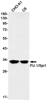 SPI1 Rabbit mAb Antibody