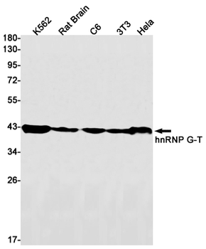 hnRNP G T Rabbit mAb Antibody
