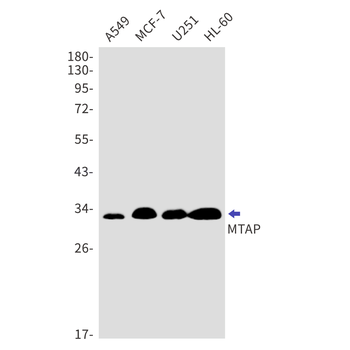 MTAP Rabbit mAb Antibody