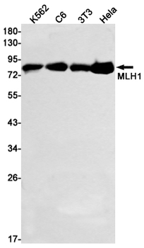 MLH1 Rabbit mAb