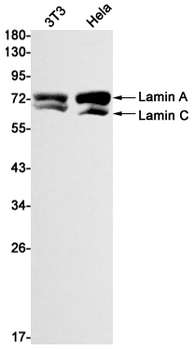 Lamin A/C Rabbit mAb