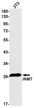 INMT Rabbit Monoclonal Antibody