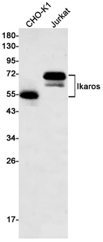 Ikaros Rabbit mAb Antibody