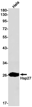 Hsp27 Rabbit mAb Antibody