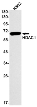 HDAC1 Rabbit mAb Antibody