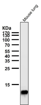Histone H4 Rabbit mAb