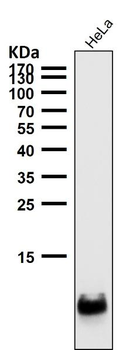 Histone H4 Rabbit mAb