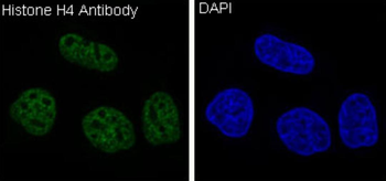 Histone H4 Rabbit mAb