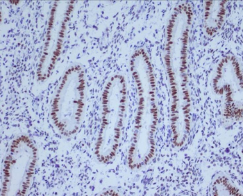 Histone H4 Rabbit mAb