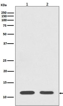 Histone H4 Rabbit mAb