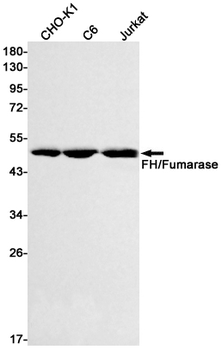 FH Rabbit mAb Antibody