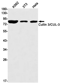 Cullin 3 Rabbit mAb Antibody