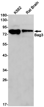 BAG3 Rabbit Monoclonal Antibody