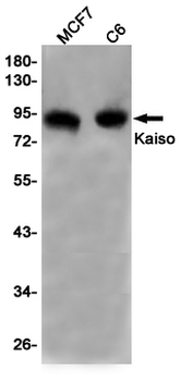Kaiso Rabbit mAb Antibody