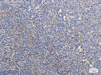 Thioredoxin Rabbit mAb Antibody