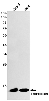 Thioredoxin Rabbit mAb Antibody