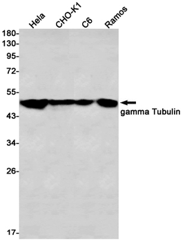 gamma Tubulin Rabbit mAb Antibody