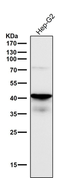 TDP 43 Rabbit mAb
