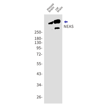 NEAS Rabbit mAb Antibody