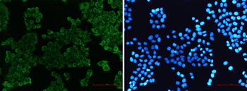 SIRP alpha Rabbit Monoclonal Antibody