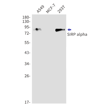 SIRP alpha Rabbit Monoclonal Antibody