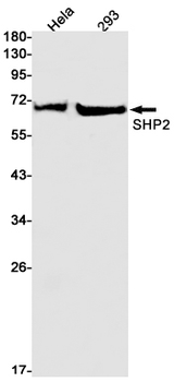 SHP2 Rabbit mAb Antibody