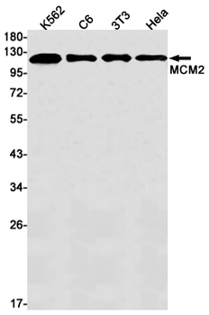 MCM2 Rabbit mAb Antibody