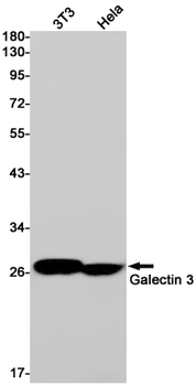 Galectin 3 Rabbit mAb Antibody