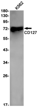 CD127 Rabbit mAb Antibody