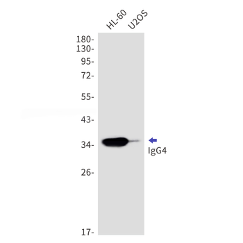 Human IgG4 Rabbit Monoclonal Antibody