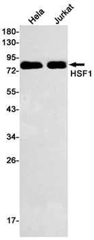 Hsf1 Rabbit mAb Antibody