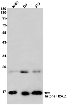 Histone H2A.Z Rabbit mAb Antibody