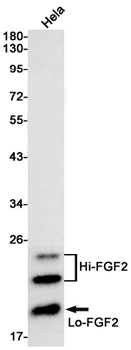 FGF2 Rabbit mAb Antibody
