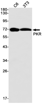 PKR Rabbit mAb Antibody