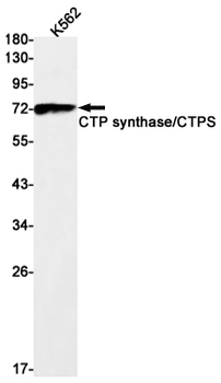 CTP Synthase Rabbit Monoclonal Antibody