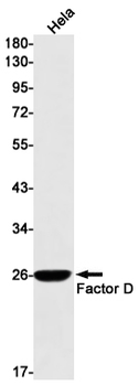 Factor D Rabbit mAb Antibody