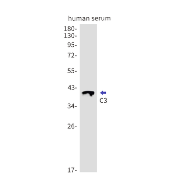 C3 Rabbit mAb Antibody