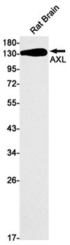 AXL Rabbit mAb Antibody