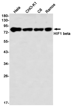HIF1 beta Rabbit mAb Antibody