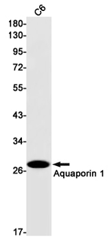 Aquaporin 1 Rabbit Monoclonal Antibody