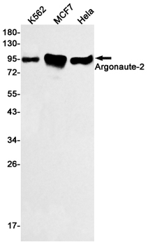 Argonaute 2 Rabbit mAb Antibody
