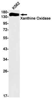 Xanthine Oxidase Rabbit mAb Antibody
