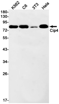 CIP4 Rabbit mAb Antibody