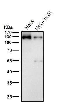 TRIM24 Rabbit mAb Antibody