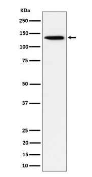 TRIM24 Rabbit mAb Antibody