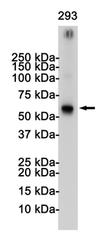 TRAF6 Rabbit mAb Antibody