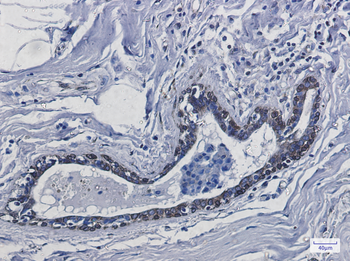 Transmembrane Protein 43 Rabbit mAb Antibody
