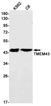 Transmembrane Protein 43 Rabbit mAb Antibody